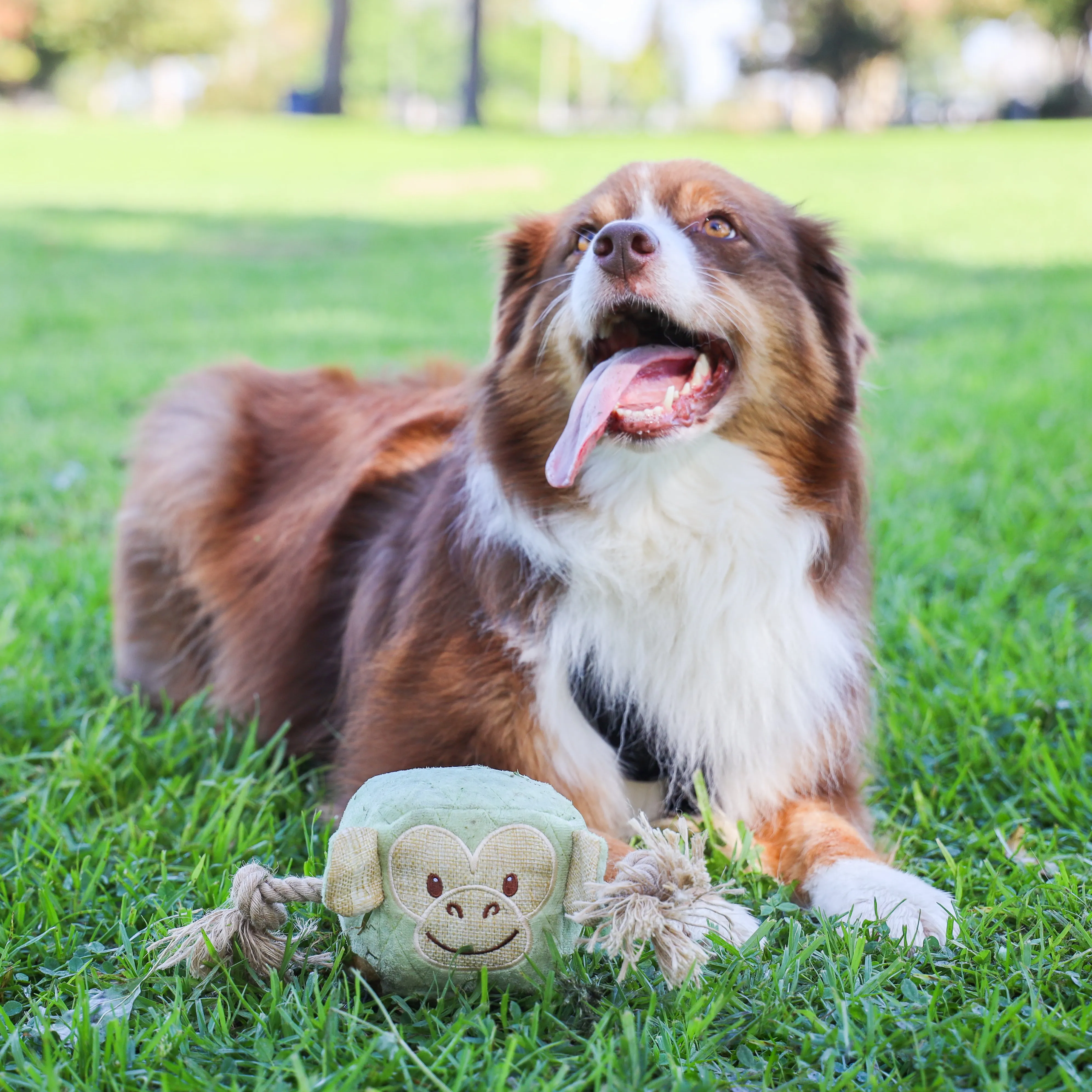 Durable Pet Travel Bundle